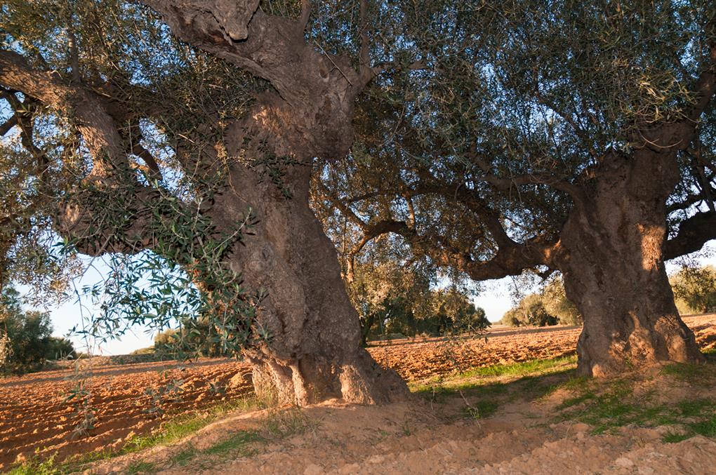 Prêts pour une Aventure Inattendue à Djerba ? Explorez ses Oliveraies Millénaires !
