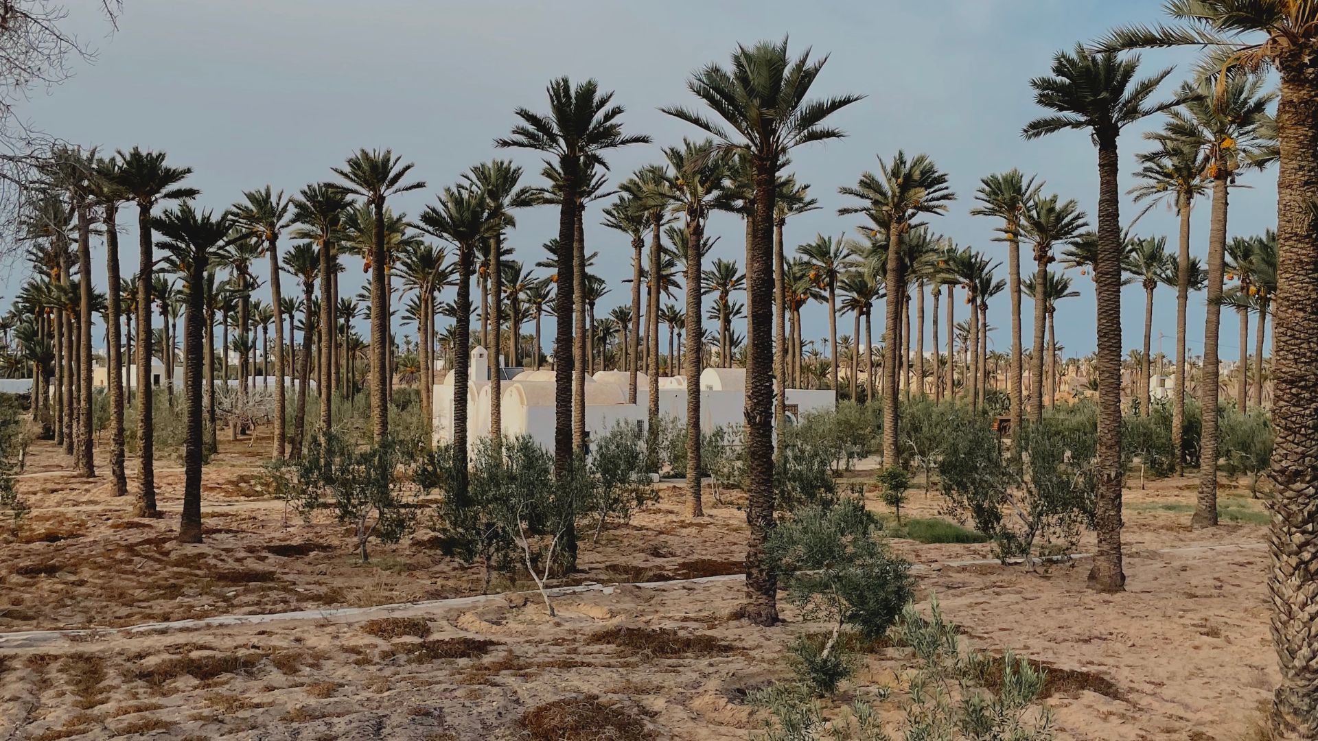 Entre Oliviers, menzels & mosquées : une immersion UNESCO à vélo ou à pieds.